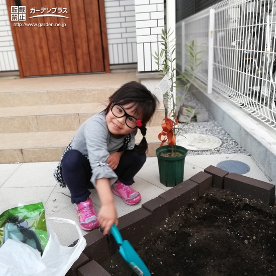 オリーブ植樹の様子