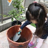 温州ミカン植樹の様子