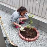 キンモクセイ植樹の様子②