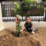 温州ミカン植樹の様子