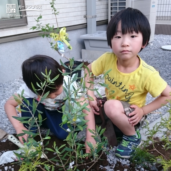 オリーブとブルーベリー植樹の様子