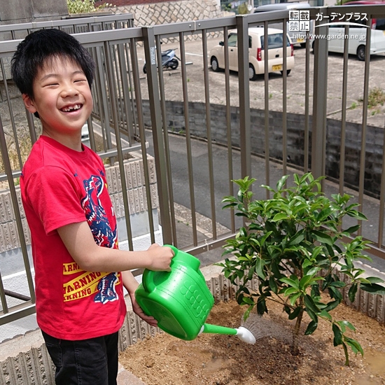植樹後の四季咲きモクセイ①