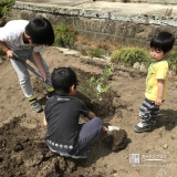 オリーブ植樹の様子