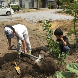 温州ミカン植樹の様子