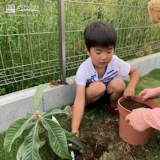 ビワ植樹の様子①