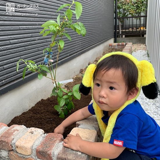 ブルーベリー植樹の様子