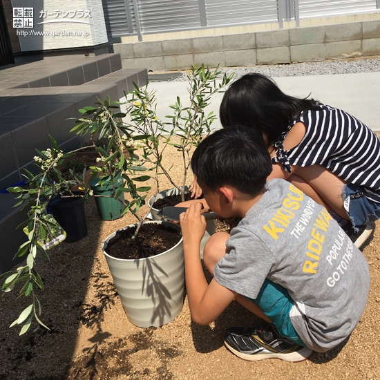 オリーブ植樹の様子