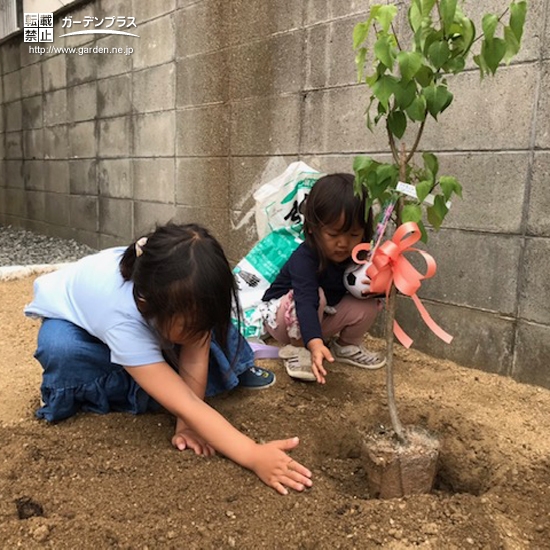 ライラック植栽の様子