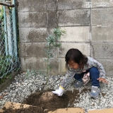 ミモザ植樹の様子