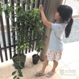 ミカン植樹後のお写真①