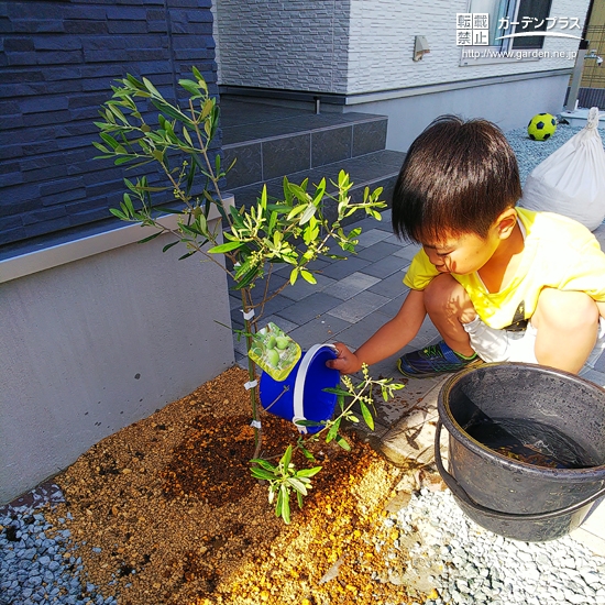 オリーブ植樹の様子