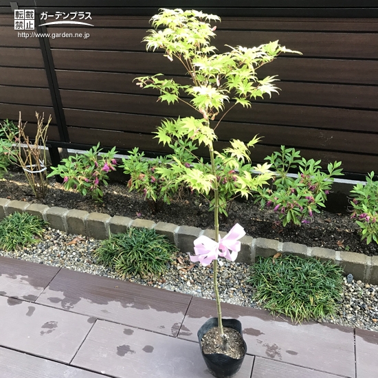 植樹前のモミジ