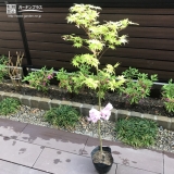植樹前のモミジ