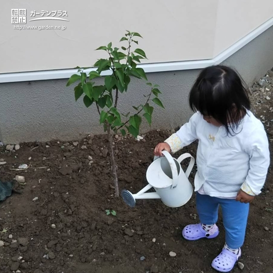 記念樹植樹の様子④