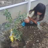 オリーブ植樹の様子