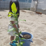 レモン植樹の様子