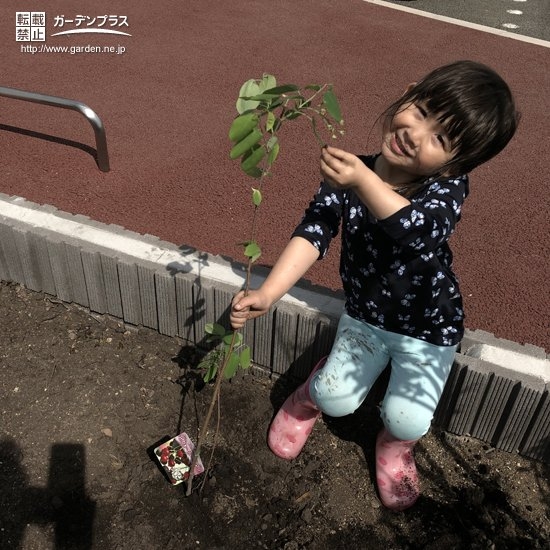 ジューンベリー植樹の様子①