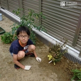 紅葉トキワマンサク植樹の様子①