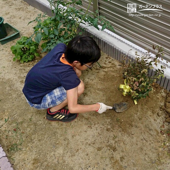 紅葉トキワマンサク植樹の様子②