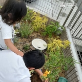 オリーブ植樹の様子