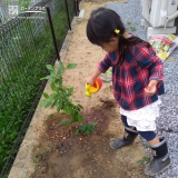 ブルーベリー植樹の様子②