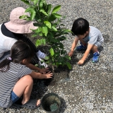 温州ミカン植樹の様子