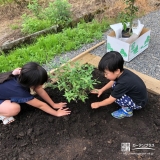 ブルーベリー植樹の様子