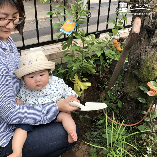 レモン植樹の様子①