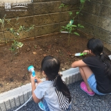 オリーブとレモン植樹の様子①