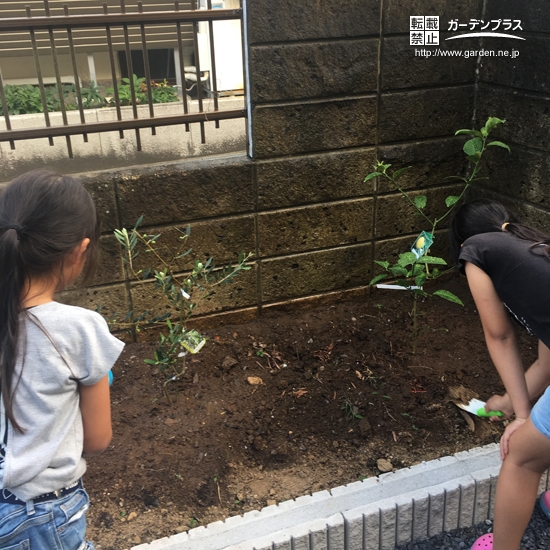 オリーブとレモン植樹の様子②