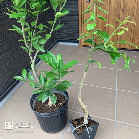 植樹前の記念樹②