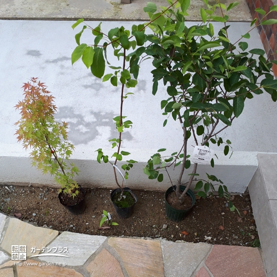 記念樹植樹の様子②