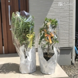 植樹前の四季咲きモクセイとブルーベリー