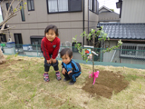 千葉県船橋市レモンとアルプス乙女の植樹風景