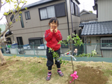 千葉県船橋市レモンとアルプス乙女の植樹風景