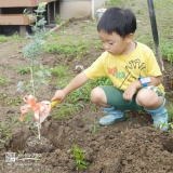 ミモザ植樹の様子