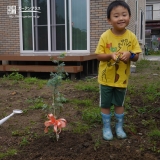 植樹後のミモザ