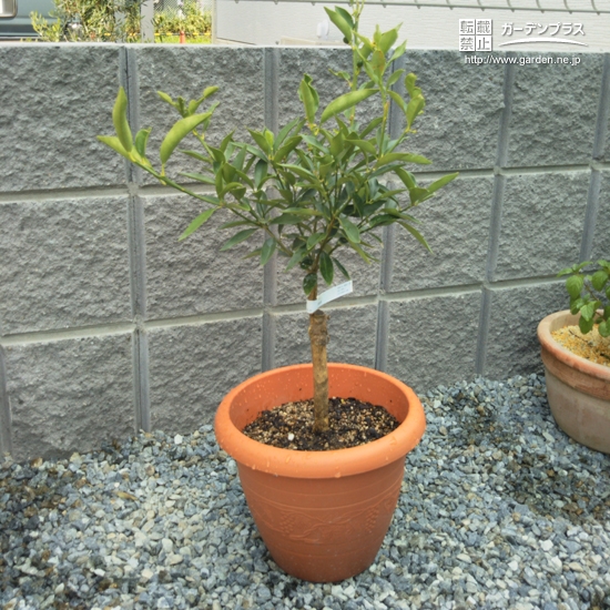 植樹後のキンカン