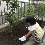 温州ミカン植樹の様子