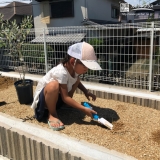 オリーブ植樹の様子①