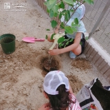 ジューンベリー植樹の様子