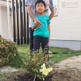 植樹後の紅葉トキワマンサク