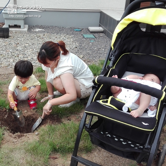 モミジ（カエデ）植樹の様子①