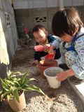 福岡県早良区オリーブとセイヨウニンジンボクの植樹風景