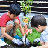 温州ミカン植樹の様子①