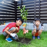 温州ミカン植樹の様子②