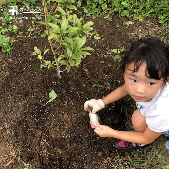 キンモクセイ植樹の様子①