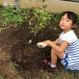 キンモクセイ植樹の様子②