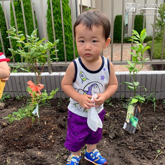 ブルーベリーとレモンの植樹の様子