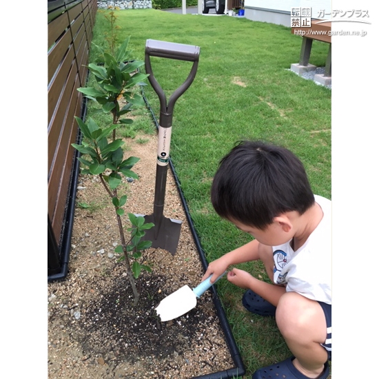 もみじと月桂樹の植樹の様子